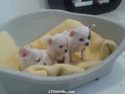 Annonces classees img:2 