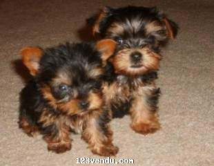 Annonces classees img:preview Excellente Chiots Yorkshire Terrier.