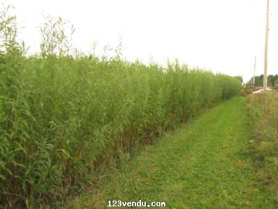 Annonces classees img:preview salix miyabeana a croissance rapide