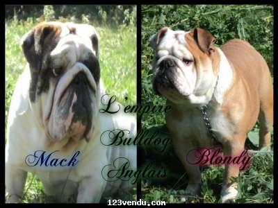 Annonces classees img:preview bulldog anglais enregistrer ou non a venir