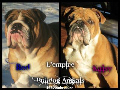 Annonces classees img:1 