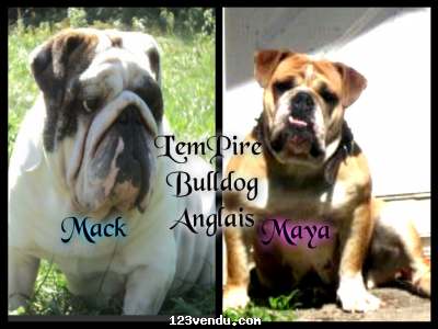 Annonces classees img:2 