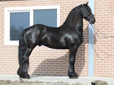 Annonces classees img:preview Superbe Hongre Frison Disponible
