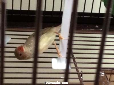 Annonces classees img:preview Pinson diamant ruficauda