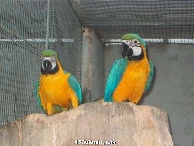 Annonces classees img:preview Don ara ararauna