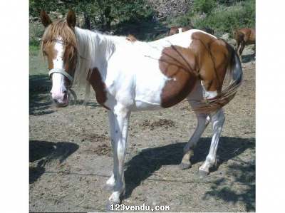 Annonces classees img:1 