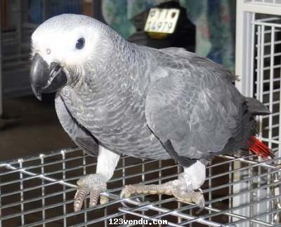 Annonces classees img:preview Perroquet gris du gabon de 3 mois seulement à donner
