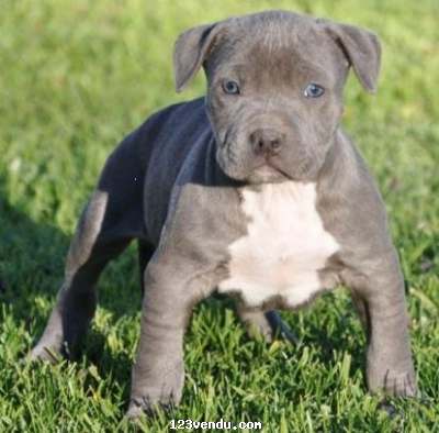 Annonces classees img:1 