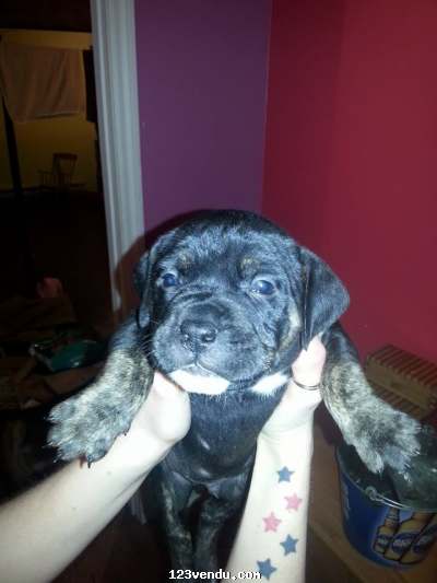 Annonces classees img:preview Pitbull