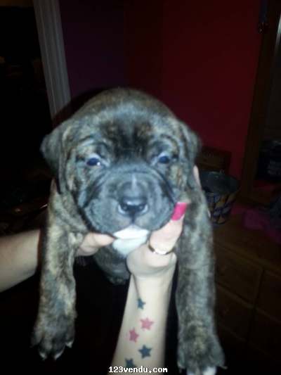 Annonces classees img:1 