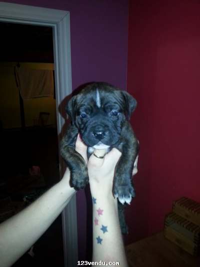 Annonces classees img:2 