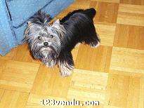 Annonces classees img:preview Yorkshire accouplement 2.5 lbs noir et feu