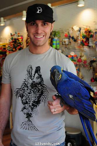 Annonces classees img:preview Paire main levée Ara hyacinthe prouvé