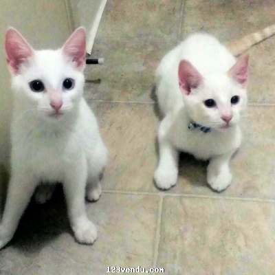 Annonces classees img:preview Chats Siamois à donner 