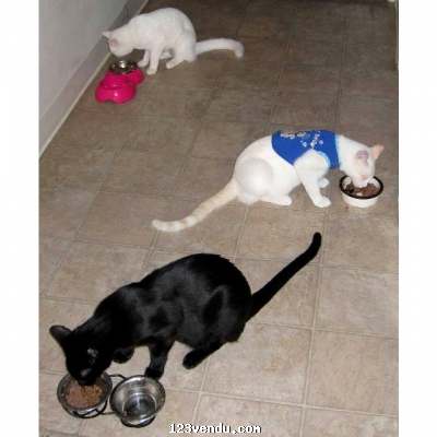 Annonces classees img:2 