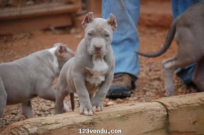 Annonces classees img:preview pitbulls américaines a donner pour adoption