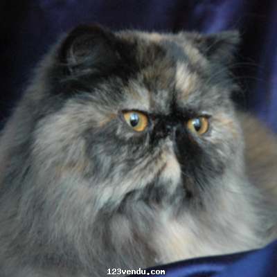 Annonces classees img:preview PERSAN ADULTE 