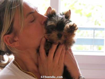 Annonces classees img:preview chiots yorkshire terrier