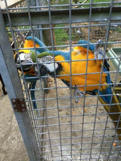 Annonces classees img:preview Mes 2 beaux male & femelles bleus et Or