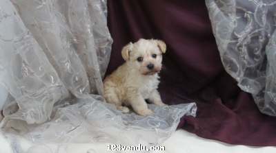 Annonces classees img:preview Tres jolie petite femelle schnauzer nain croiser yorkipoo 
