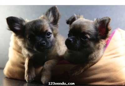 Annonces classees img:preview Chiots chihuahuas minis poils longs