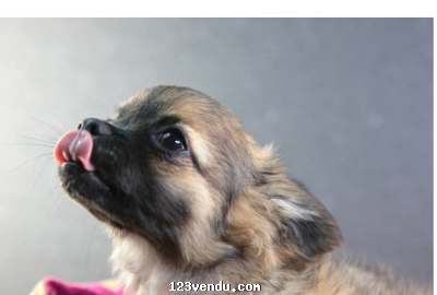 Annonces classees img:1 