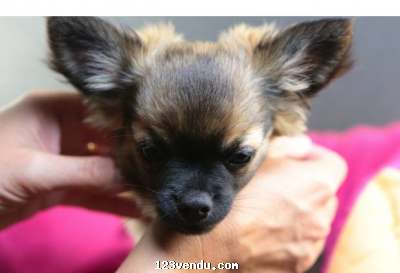 Annonces classees img:2 