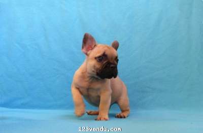 Annonces classees img:preview chiots Bouledogue français LOF