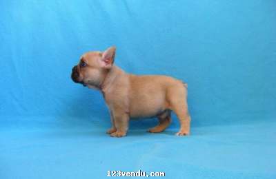 Annonces classees img:1 