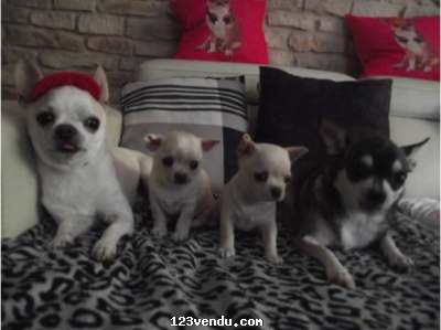 Annonces classees img:preview Adorables chiots chihuahua mâle et femelle