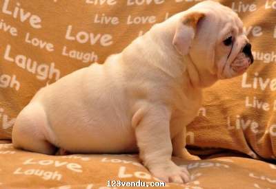Annonces classees img:preview  Chiots Bulldog Anglais de Qualité