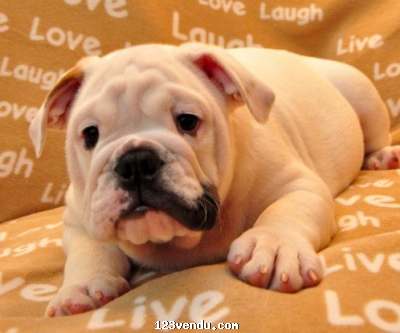 Annonces classees img:1 