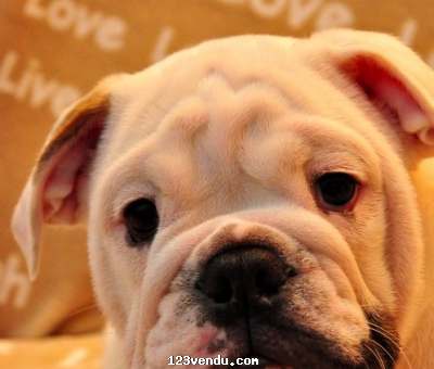 Annonces classees img:2 