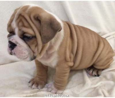 Annonces classees img:preview  Bulldog anglais chiots enregistrés à de bonnes maisons
