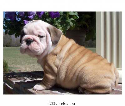 Annonces classees img:1 