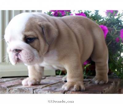 Annonces classees img:2 