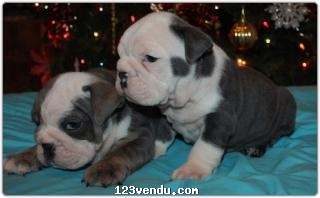 Annonces classees img:preview English Bulldog puppies registered